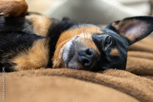 犬