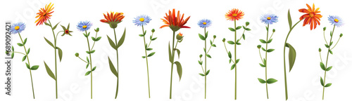 Marigold (Calendula) and California aster. Set of red, blue, orange daisy flowers. Horizontal autumn’s border, panoramic view, realistic illustration in watercolor style on white background, vector