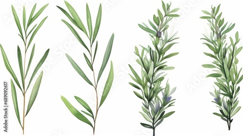 Set of watercolor green leaves rosemary. Collection botanical isolated on white background suitable for Wedding Invitation  save the date  thank you or greeting card  Generative AI