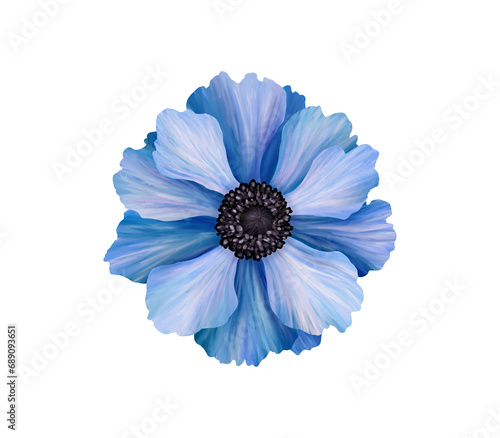 Beautiful anemone. Blue flower. Realistic high quality hand drawn botanical illustration isolated on white. Clip art for romantic pretty wedding invitation, greeting card, cosmetic.