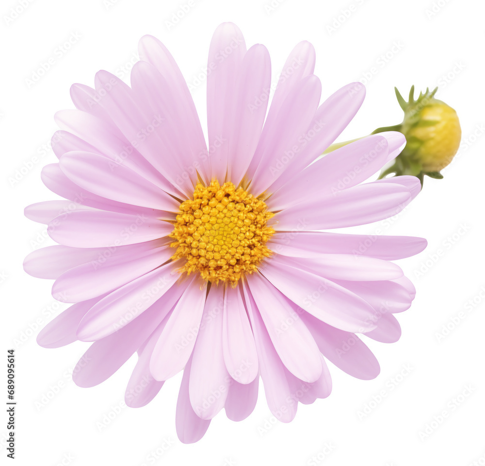 daisy flower  isolated on white