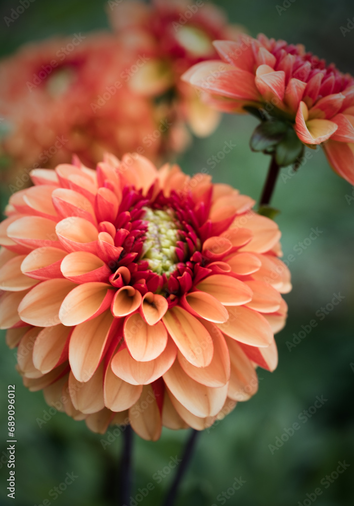 Seasonal Orange Pom Pom Dahlias In Full Bloom At A Dahlia Farm Seasonal Orange Pom Pom Dahlias In Full Bloom At A Dahlia Farm