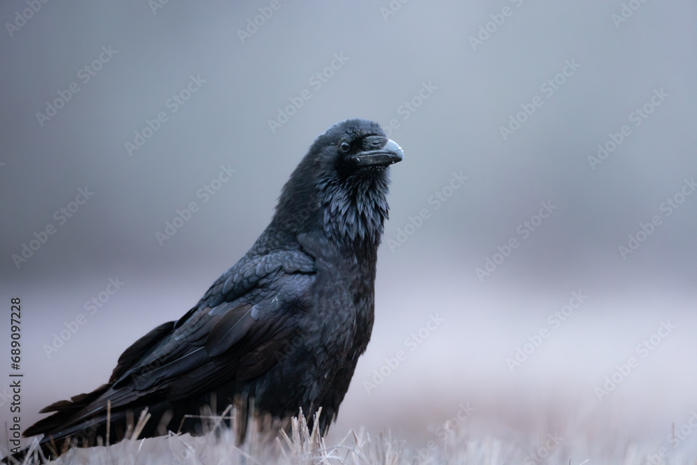 Fototapeta premium Bird beautiful raven Corvus corax North Poland Europe