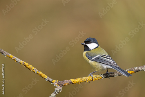 Colorful great tit ( Parus major ) perched on a tree trunk, photographed in horizontal, autumn time, amazing background © Marcin Perkowski