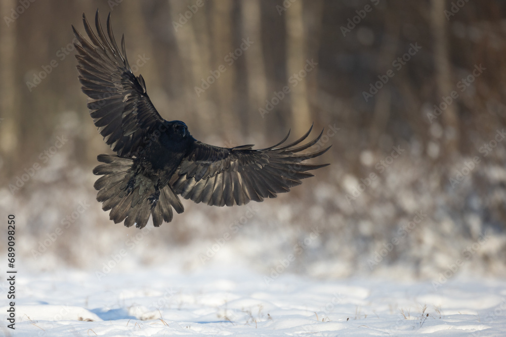 Obraz premium Bird beautiful raven Corvus corax North Poland Europe