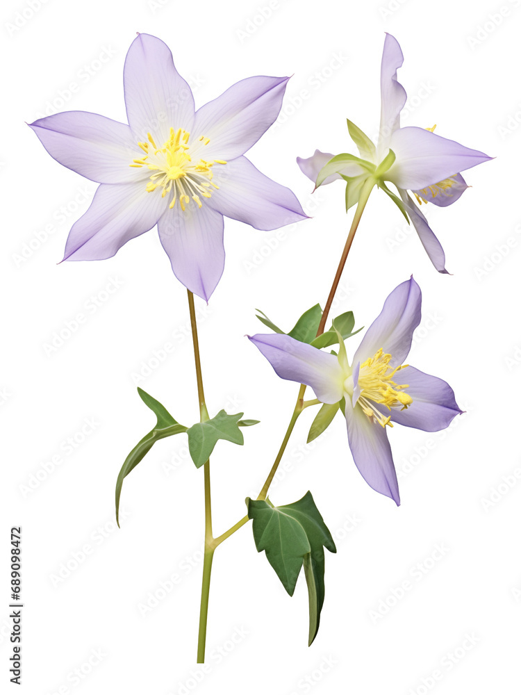 columbine flower isolated on white columbine flower isolated on white