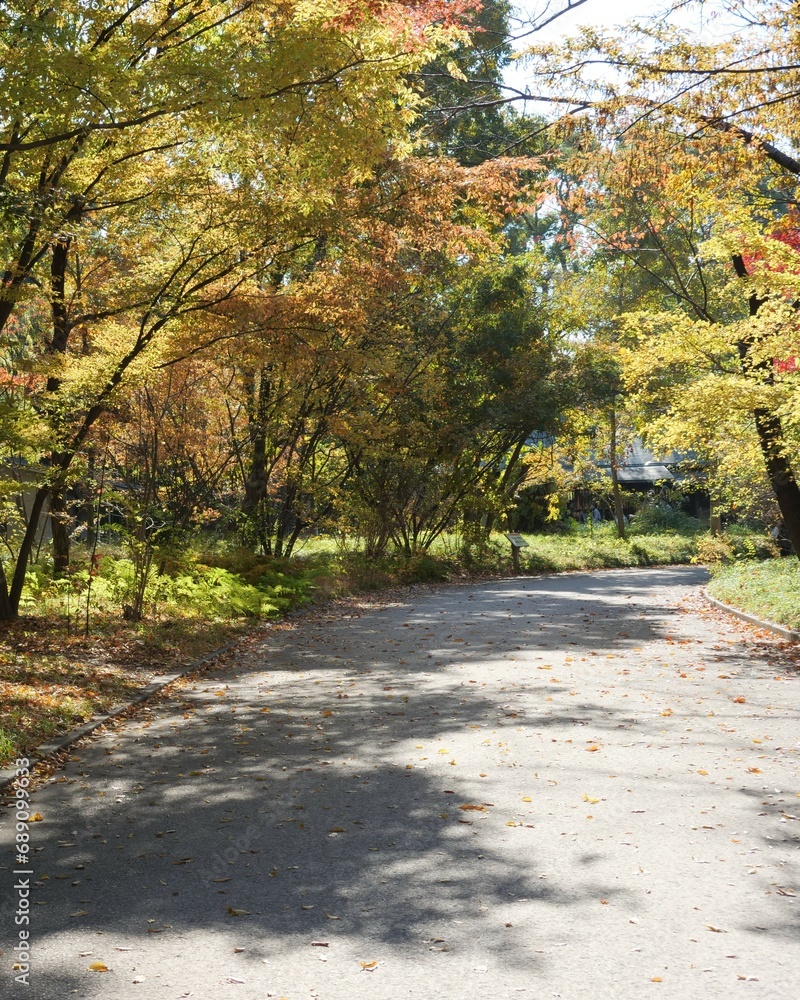 Naklejka premium 公園の紅葉