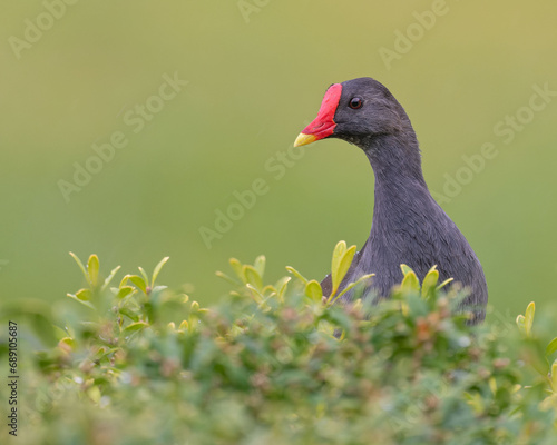 Moorhen and green photo