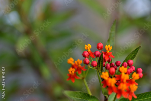 Wallpaper Mural アスクレピアス、唐綿トウワタ花言葉、心変わり Torontodigital.ca