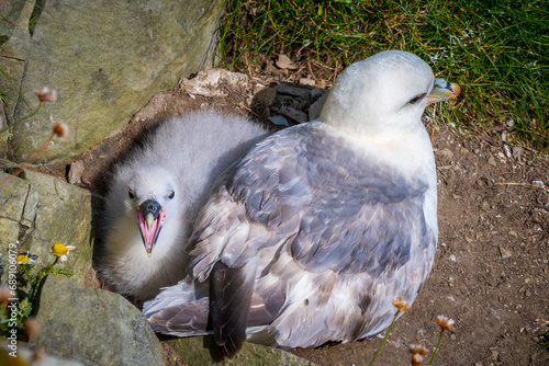 Northern fulmar (Fulmarus glacialis)