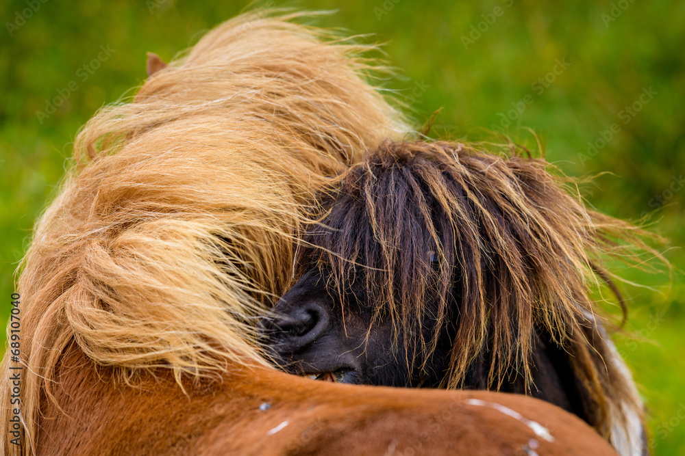 Naklejka premium Shetland Ponies
