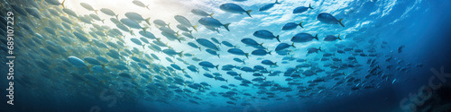 Photograph of a school of sardines seen from below swimming in semicircle
