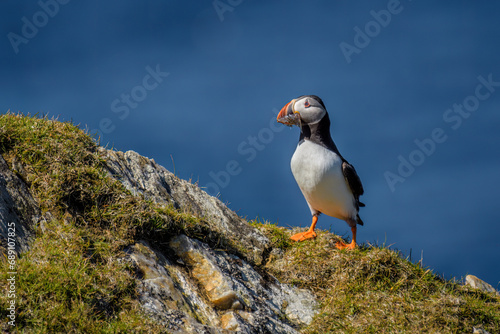 Atlantic puffin photo