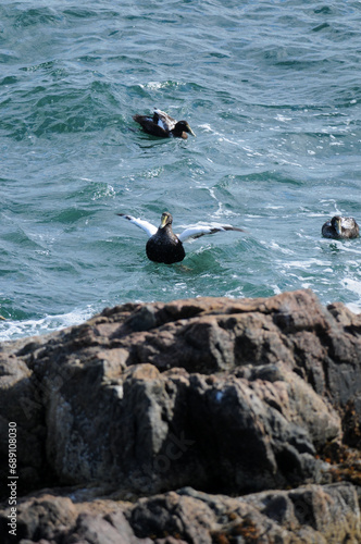 Common Eider Ducks in the Atlantic ocean off the coast of Maine © Kyle