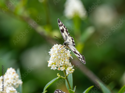 Marbled White Butterfly feeding on Wild Privit photo