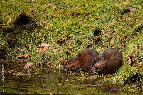 Obraz na plátně Close up of a male and female muskrat at the waters edge eating the grass along