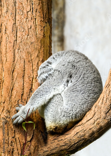 Sleeping koala in a tree. Phascolarctos cinereus.