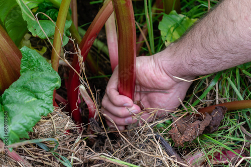 Man harvesting rhubarb in a garden to make pies and compote, rheum rhabarbarum