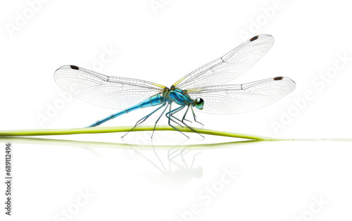 Graceful Damselfly On Transparent PNG