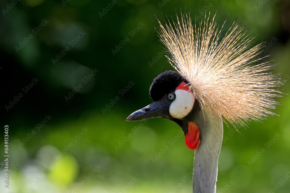 Obraz premium Crowned crane in a clearing, a portrait 