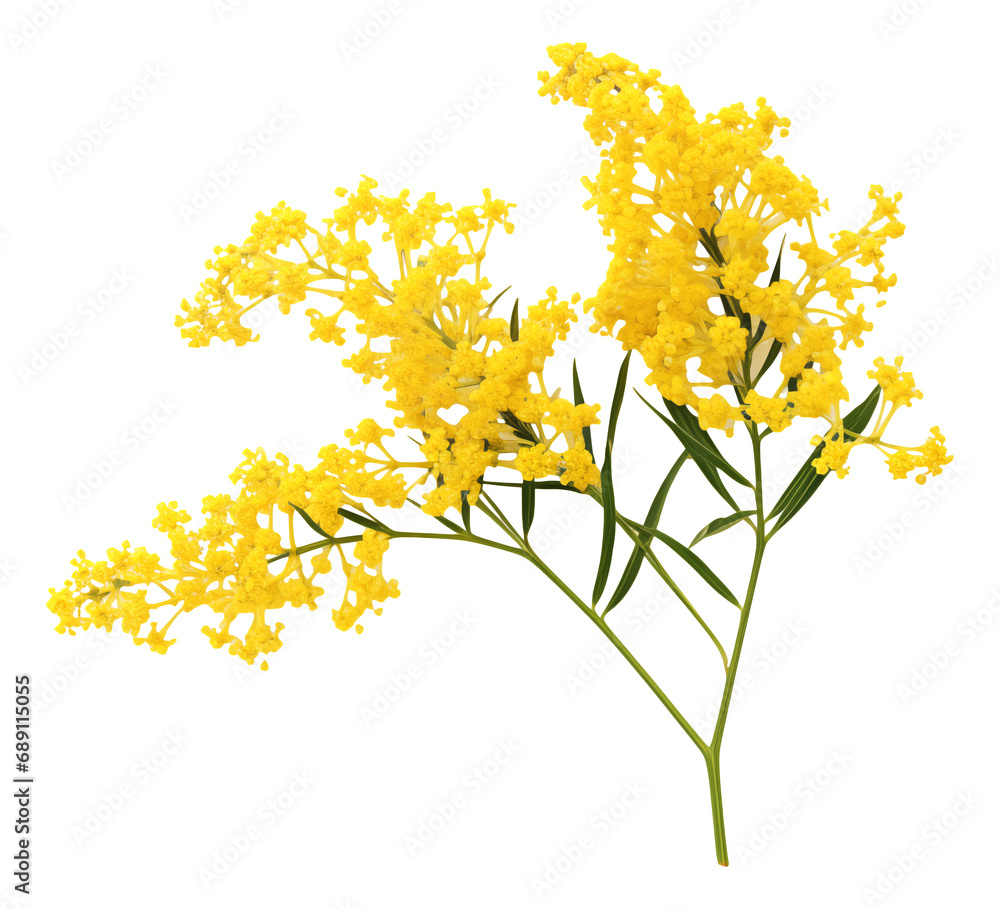 goldenrod isolated on white background goldenrod isolated on white background