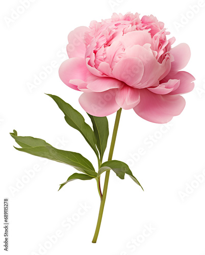 Fototapeta Naklejka Na Ścianę i Meble -  pink peony isolated on white