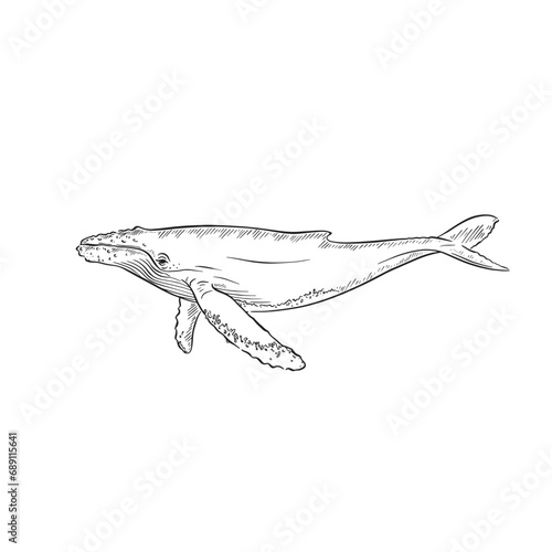 A line drawn and shaded illustration of a humpback whale. Drawn entirely by hand and created digitally in a sketchy vector format. 