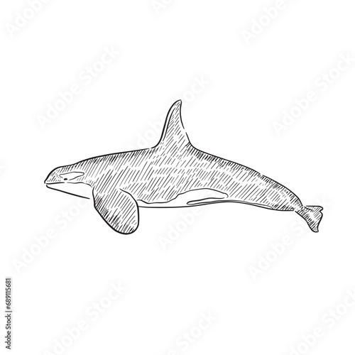 A line drawn and shaded illustration of a killer whale, otherwise known as an orca. Drawn entirely by hand. 