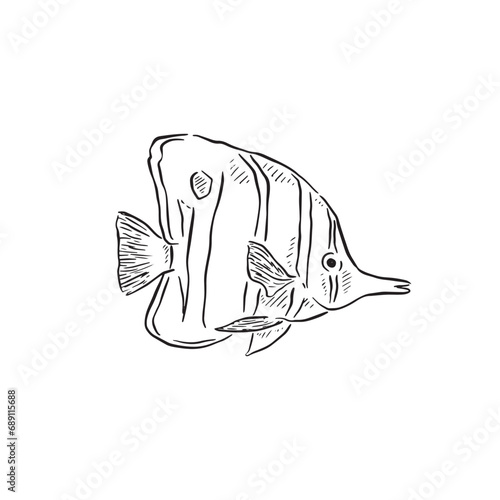 A line drawn butterfly fish in black and white and shaded with lines. Drawn by hand and created as a vector.