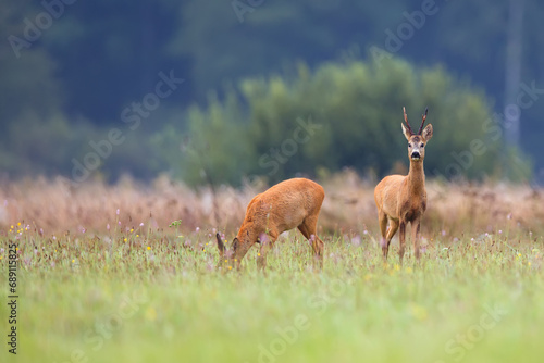 Buck deer with roe deer in a clearing 