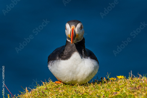 Atlantic puffin photo