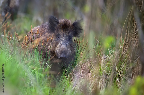 Wild boar in the forest in the wild 