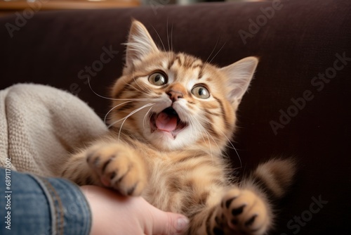 Tabby kitten enthusiastically playing in the hands of a woman sitting on a sofa indoors from a low angle