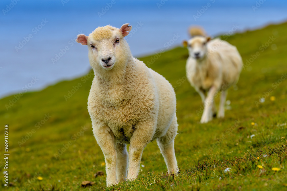 Fototapeta premium Shetland sheep