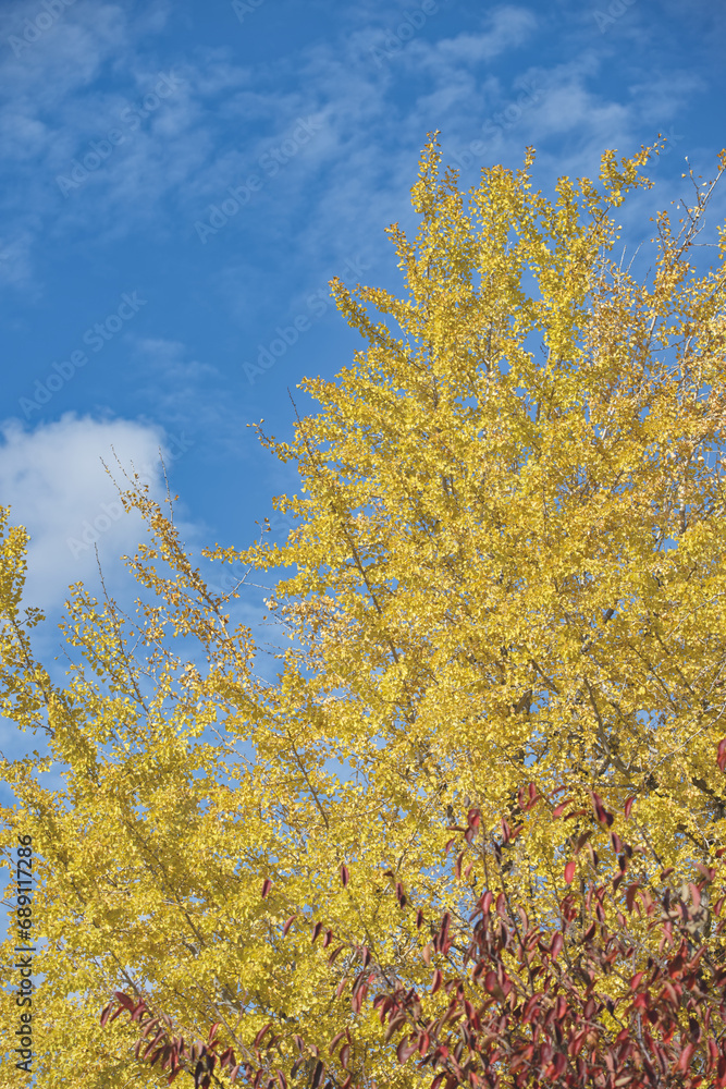 Fototapeta premium 秋の黄色