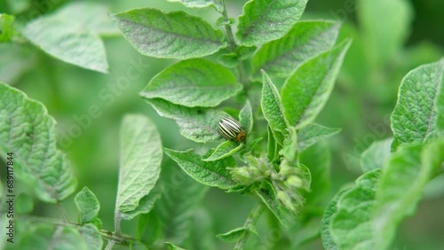 Wallpaper Mural Colorado beetle on a potato green leaves. Leptinotarsa decemlineata. Farmer's hand shows damaged leaf. Hands collecting Colorado Potato Beetle Larva. Harmful insects and their control in agriculture.	 Torontodigital.ca