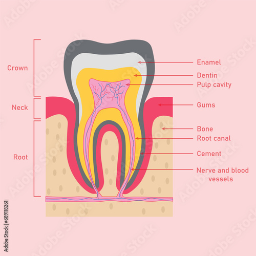 Structure of teeth diagram. Parts of teeth. Enamel, dentin, pulp cavity, gums, bone, root canal, cement, nerve and blood vessels. Scientific resources for teachers and students.