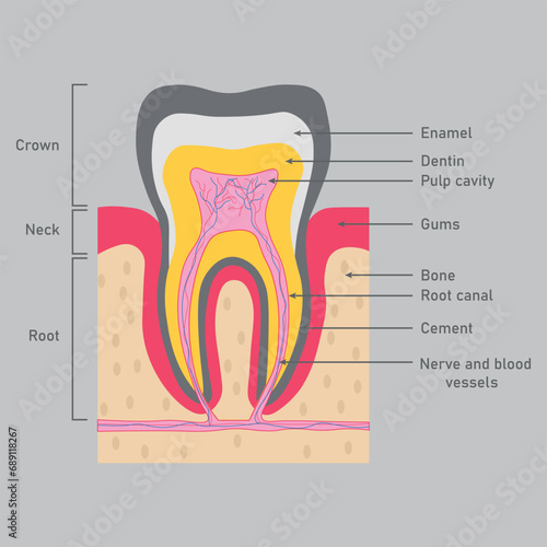 Structure of teeth diagram. Parts of teeth. Enamel, dentin, pulp cavity, gums, bone, root canal, cement, nerve and blood vessels. Scientific resources for teachers and students.