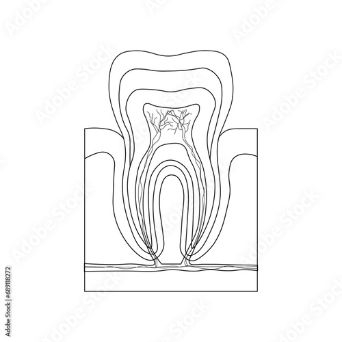 Structure of teeth diagram. Parts of teeth. Enamel, dentin, pulp cavity, gums, bone, root canal, cement, nerve and blood vessels. Scientific resources for teachers and students.