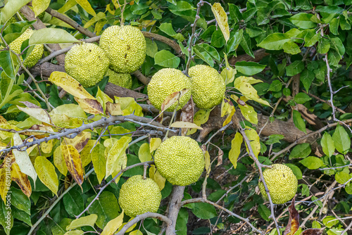 Osage Orange Maclura pomifera Fruits photo