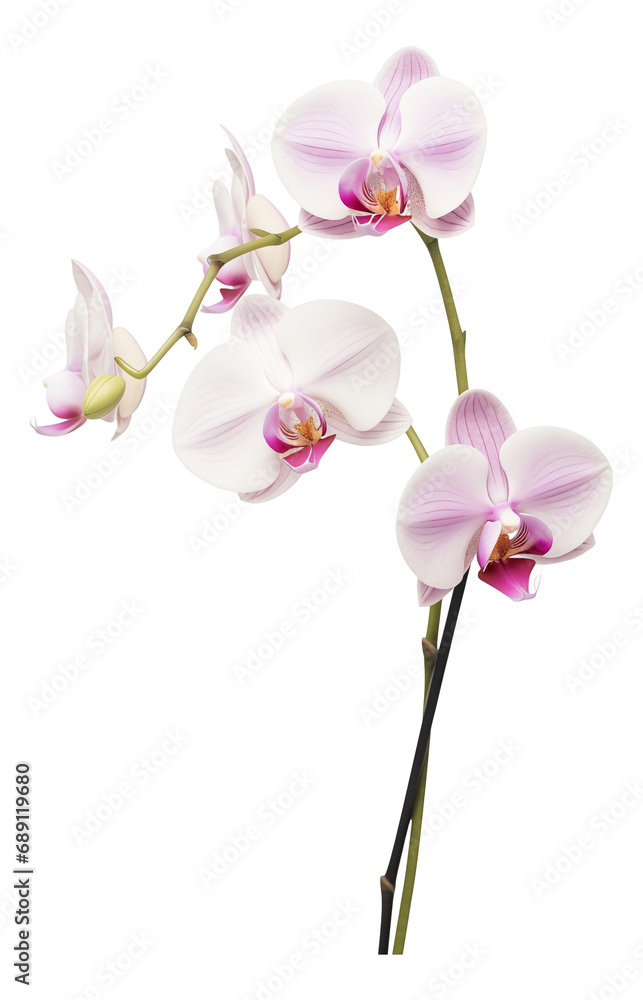 Fototapeta premium pink orchid isolated on white