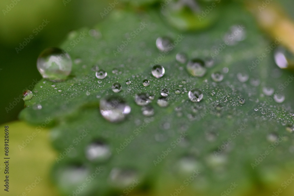 Wassertropfen auf einem grünen Blatt Wassertropfen auf einem grünen Blatt