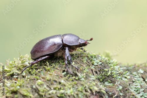 A scarab beetle is looking for food on the ground covered with moss. This insect has the scientific name Strategus aloeus.