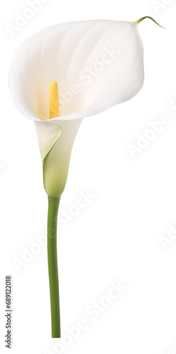 calla lily of the valley