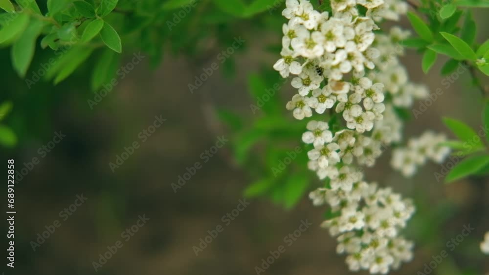 Blossoming spring Spiraea branch with small white flowers Banner. Flowering bush in the garden against green leaves. Quality video for wallpaper, travel blog, magazine, Digital billboards. Bio eco ad Blossoming spring Spiraea branch with small white flowers Banner. Flowering bush in the garden against green leaves. Quality video for wallpaper, travel blog, magazine, Digital billboards. Bio eco ad