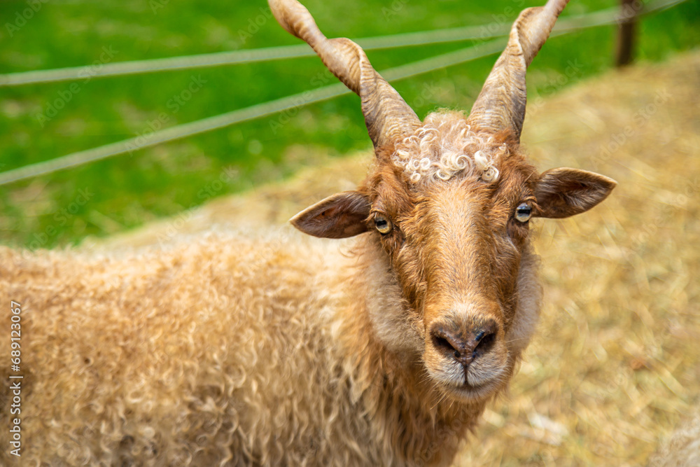 Sheep with horns on the farm. Selective focus. Sheep with horns on the farm. Selective focus.