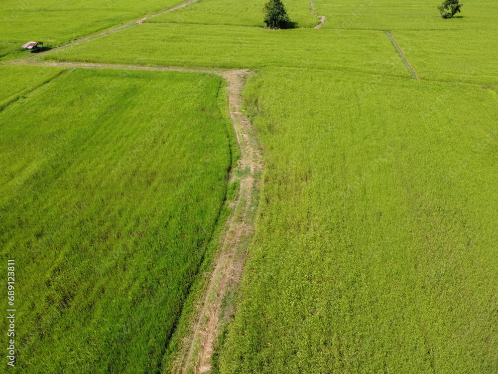 Obraz premium Aerial photography of the lush green rice fields.