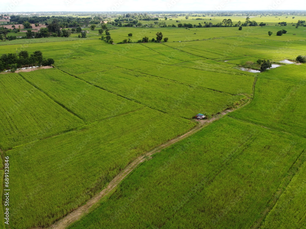 Aerial photography of the lush green rice fields.