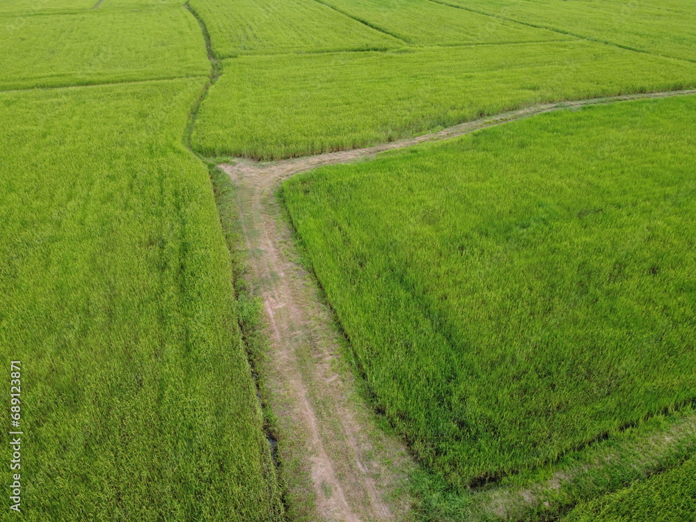 Aerial photography of the lush green rice fields. Aerial photography of the lush green rice fields.