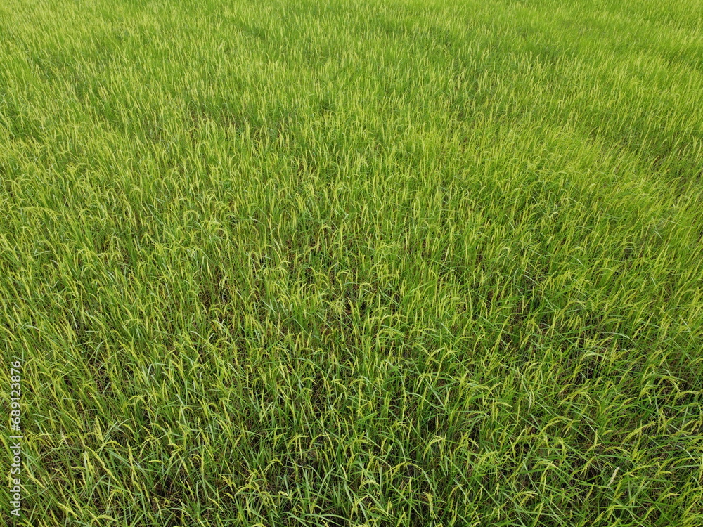 Aerial photography of the lush green rice fields. Aerial photography of the lush green rice fields.
